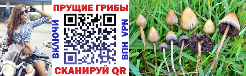 Галлюциногенные грибы прущие грибы  цена наркотик  Трубчевск 