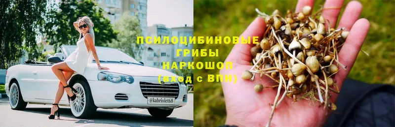 Галлюциногенные грибы Psilocybe  Трубчевск 